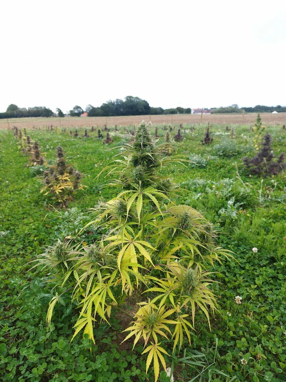 Græs Bornholm field or plant