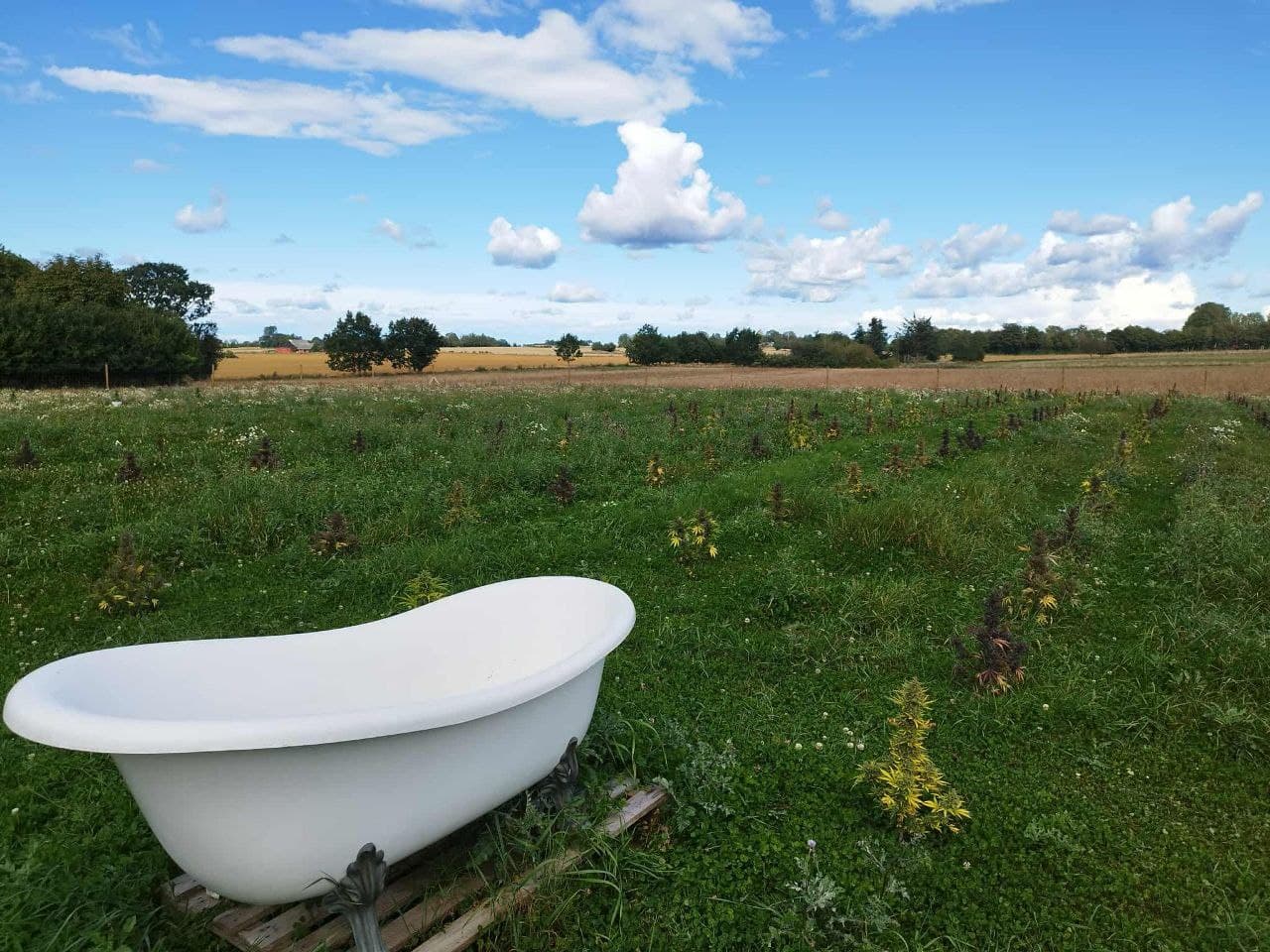 Græs Bornholm field or plant