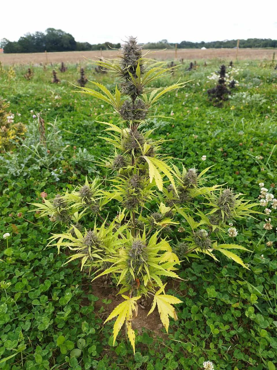 Græs Bornholm field or plant