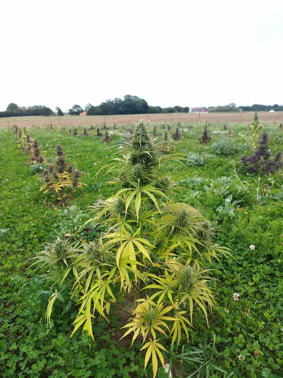 Græs Bornholm field or plant