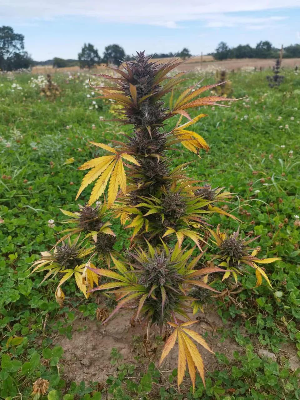 Græs Bornholm field or plant