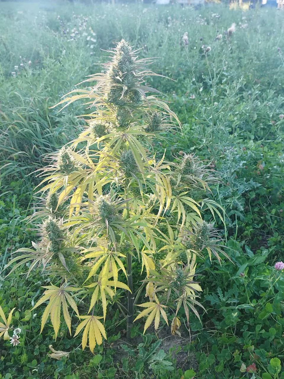 Græs Bornholm field or plant