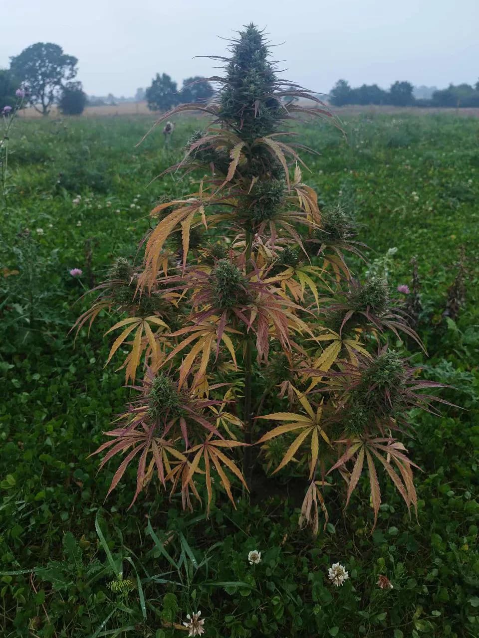 Græs Bornholm field or plant