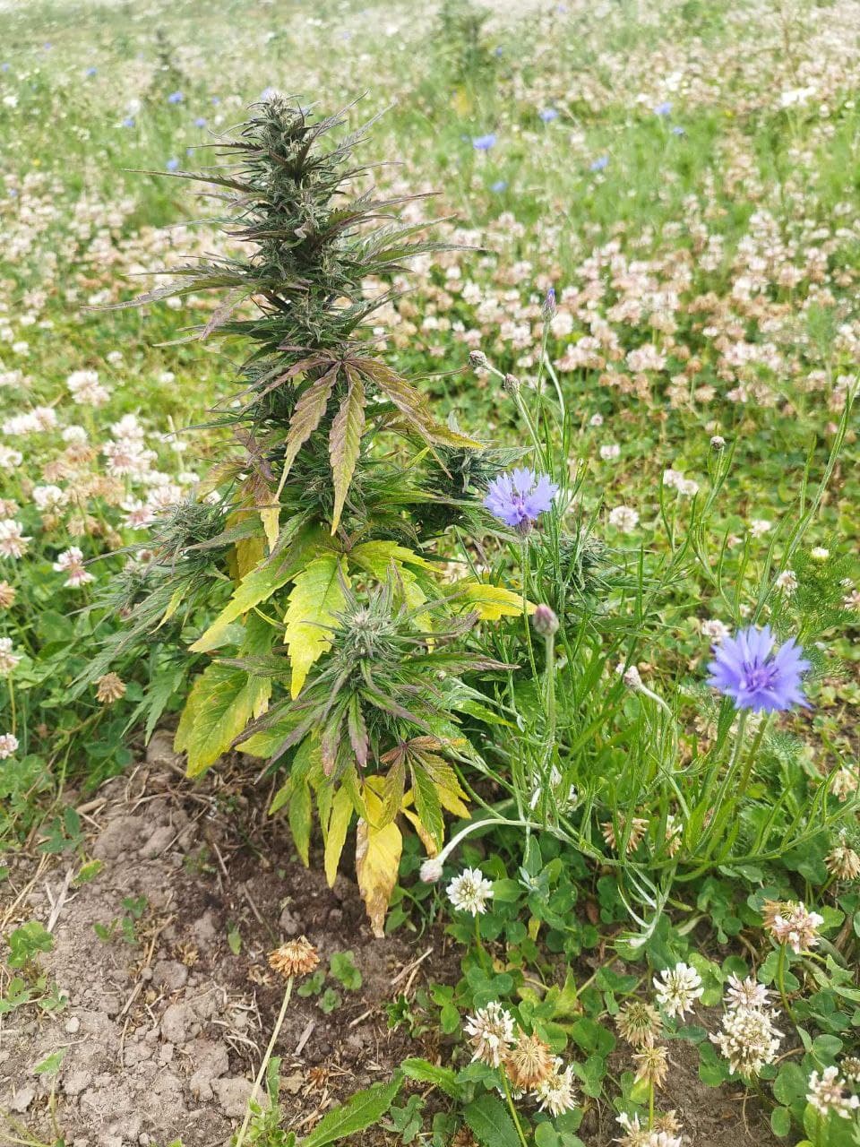 Græs Bornholm field or plant