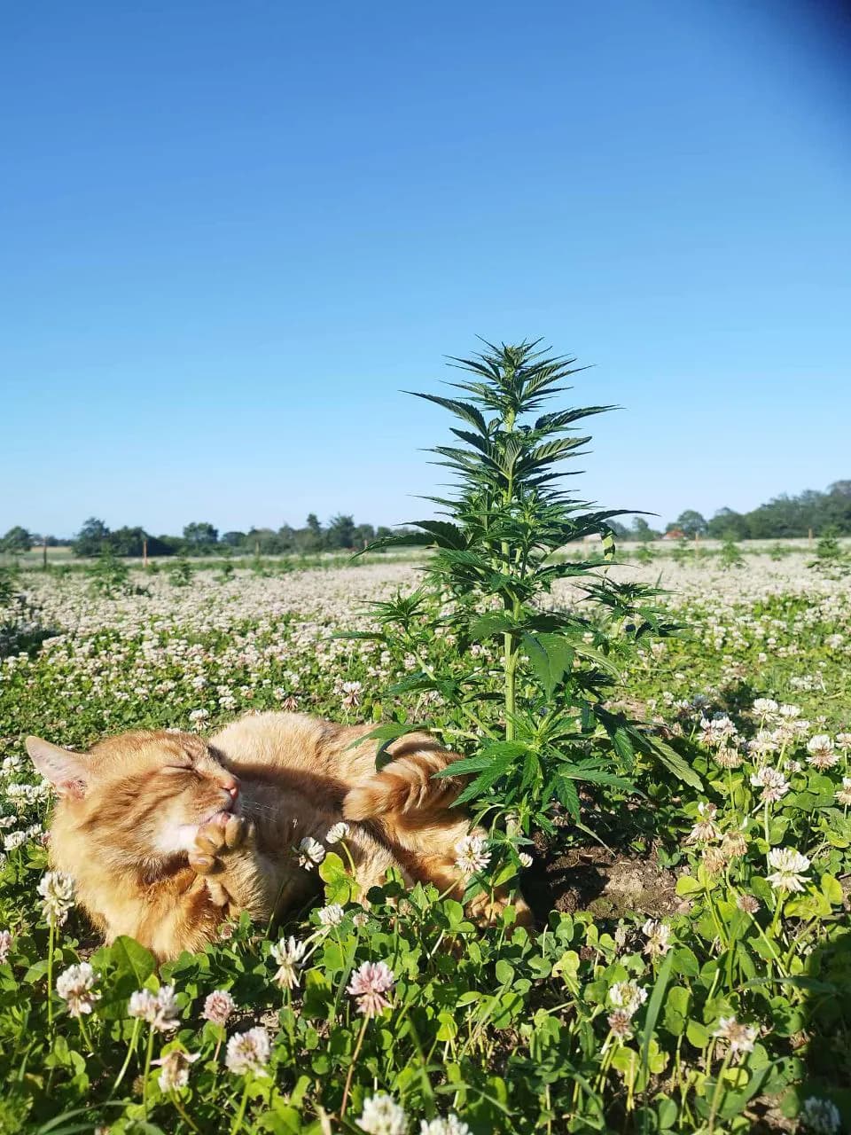 Græs Bornholm field or plant