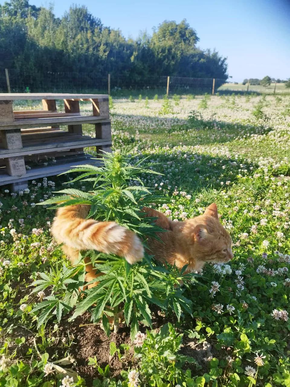 Græs Bornholm field or plant