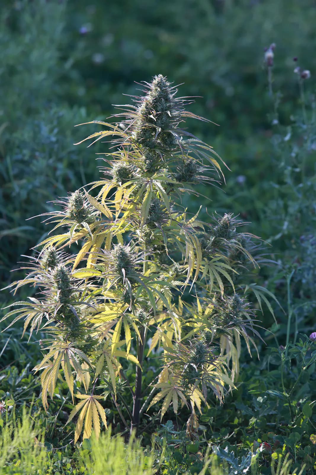 Græs Bornholm field or plant