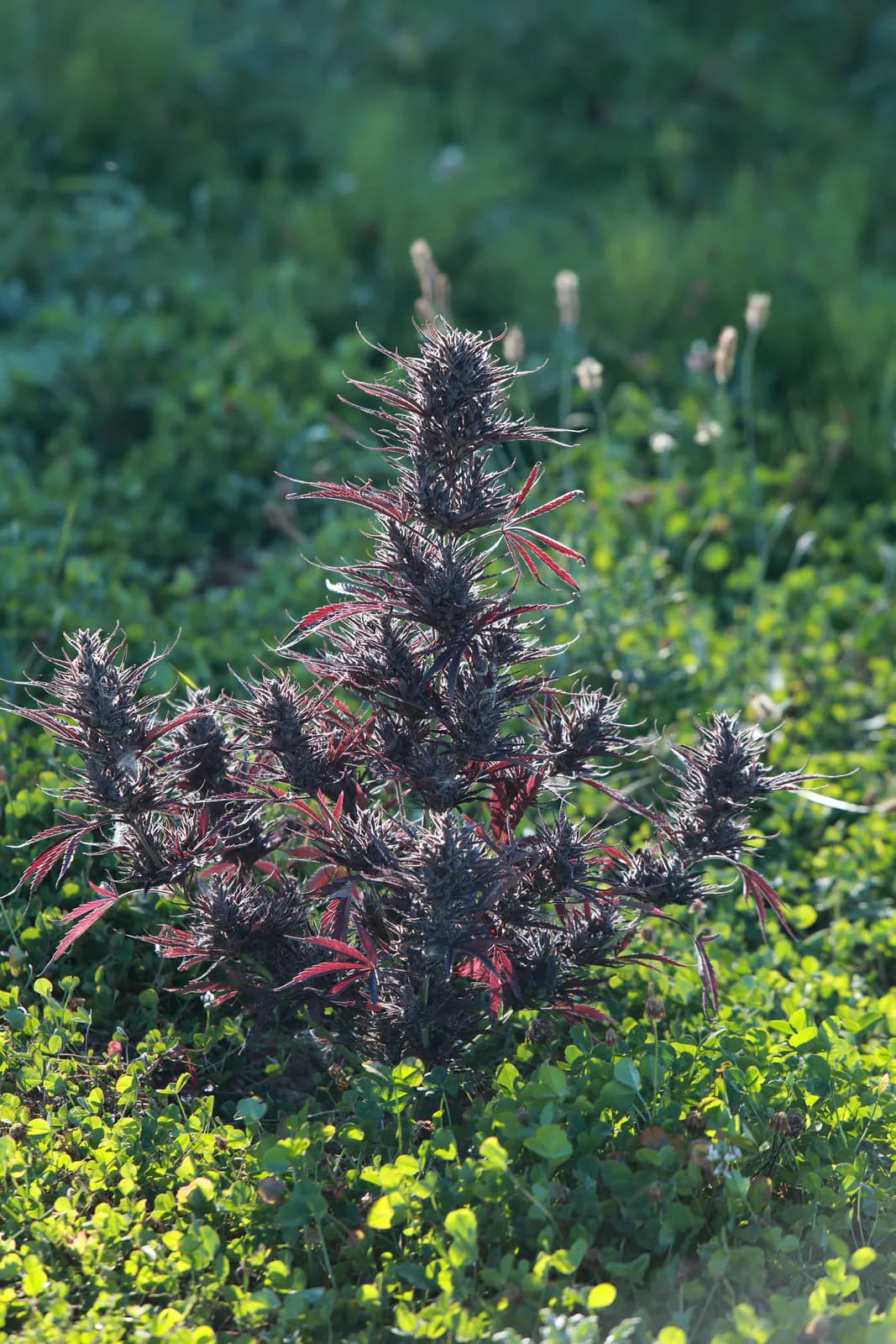 Græs Bornholm field or plant