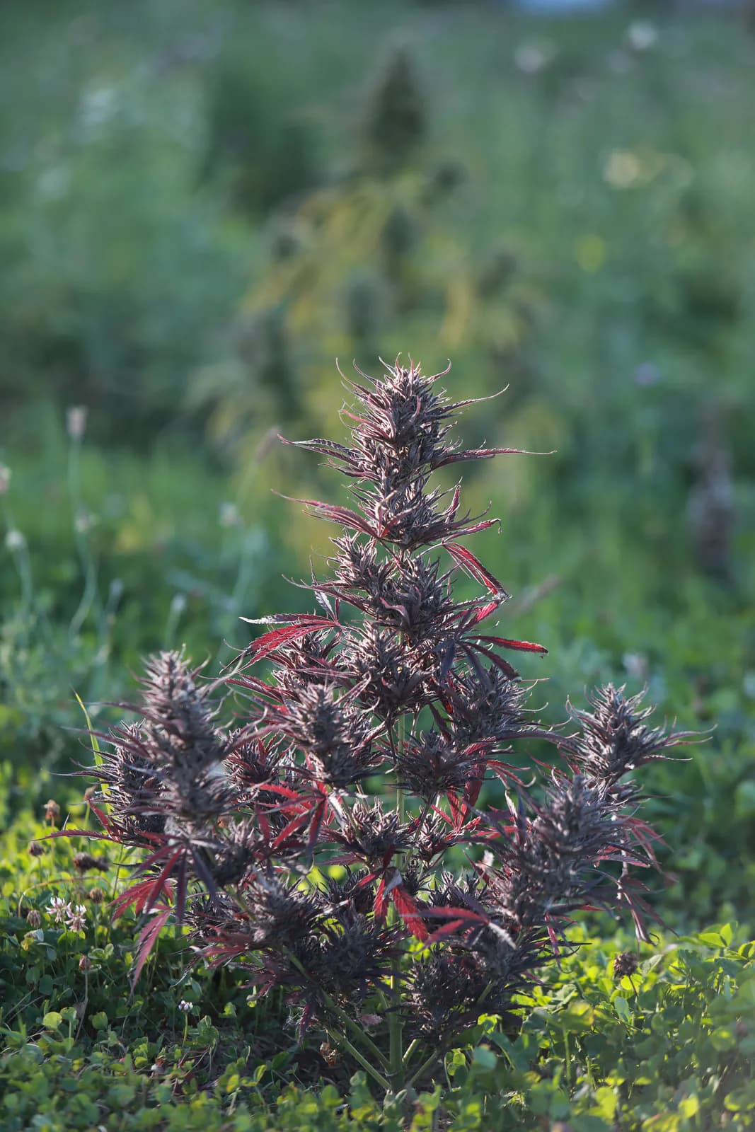 Græs Bornholm field or plant