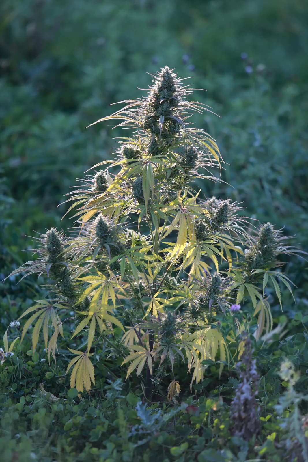 Græs Bornholm field or plant