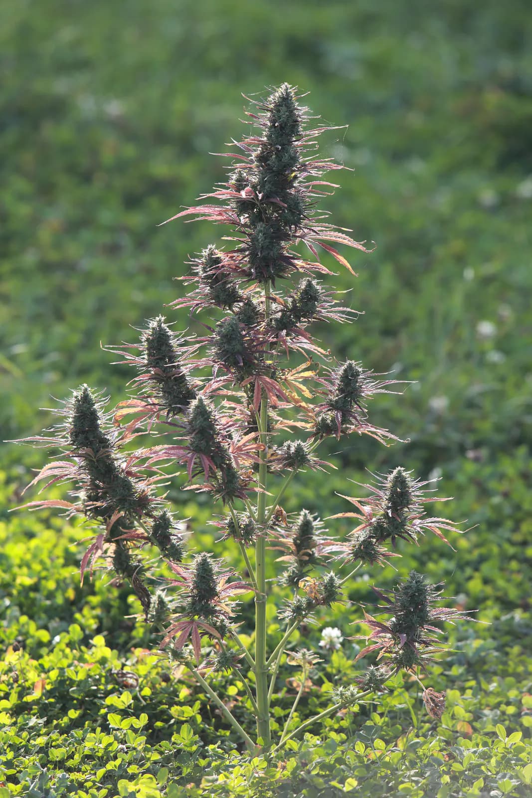 Græs Bornholm field or plant