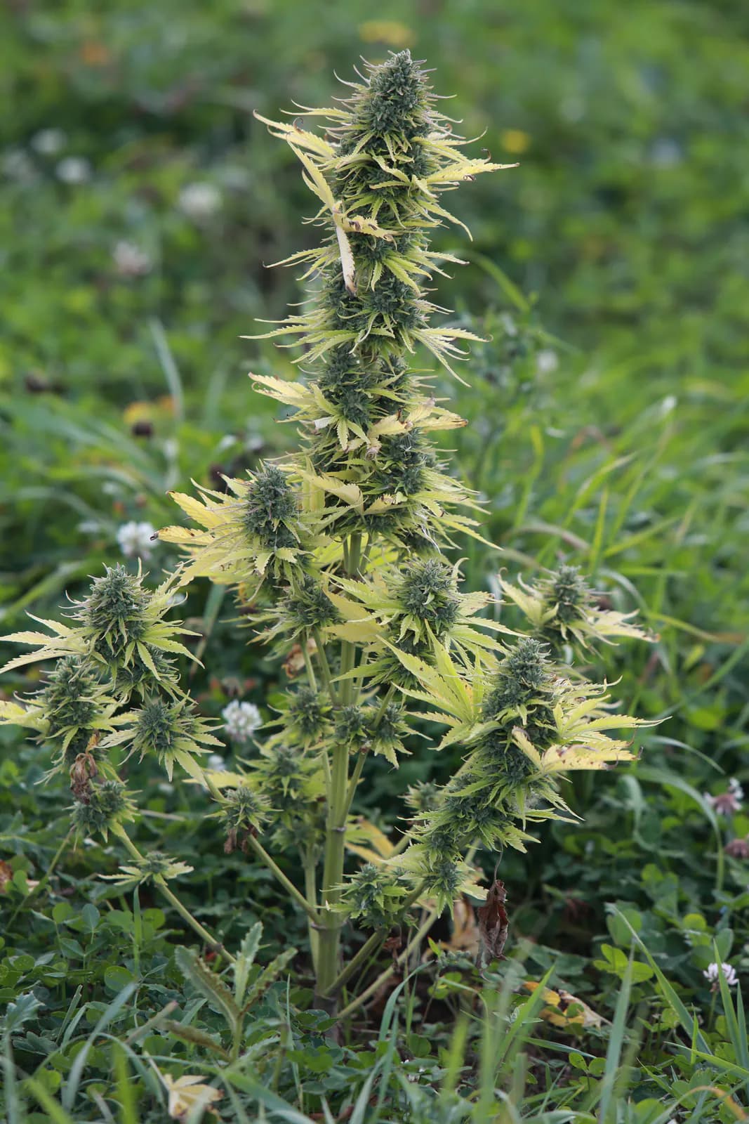 Græs Bornholm field or plant