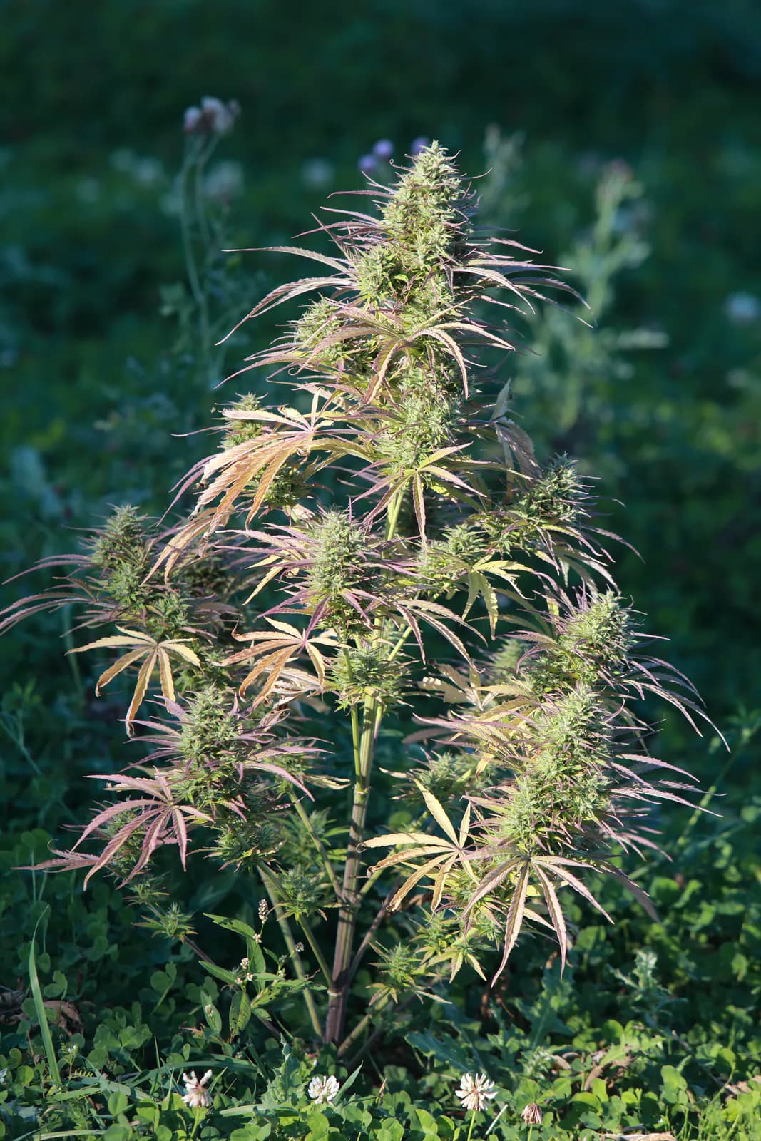 Græs Bornholm field or plant