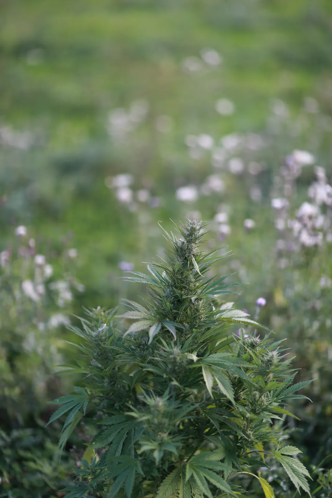 Græs Bornholm field or plant