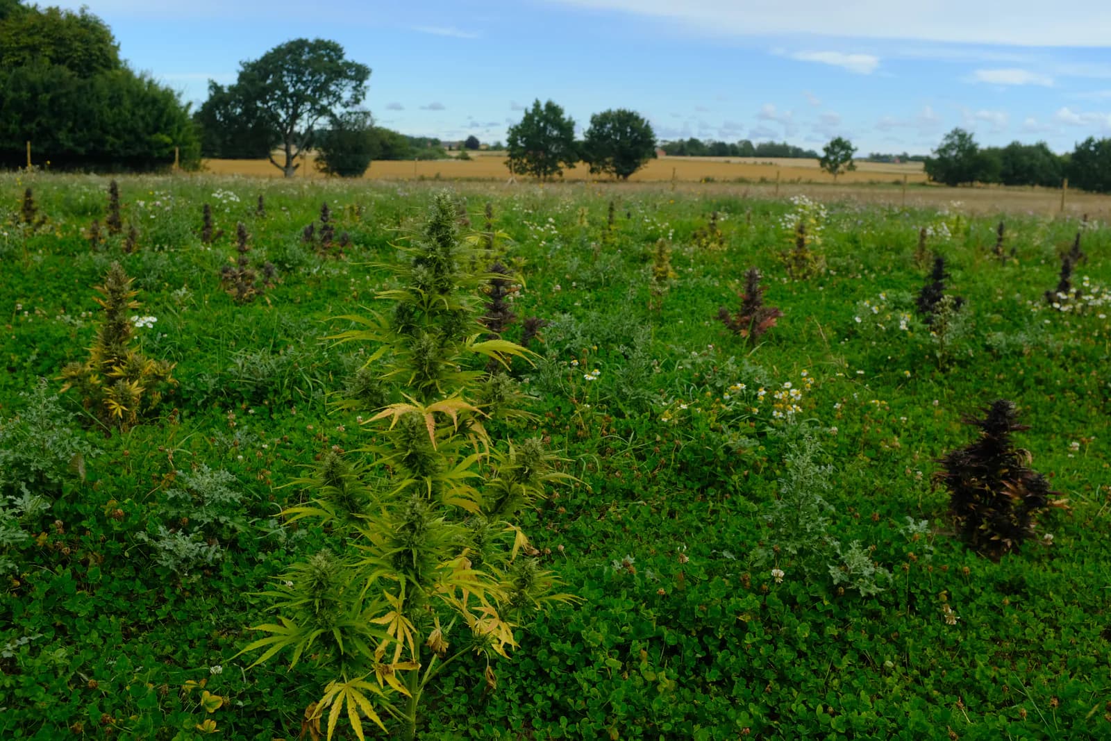 Græs Bornholm field or plant