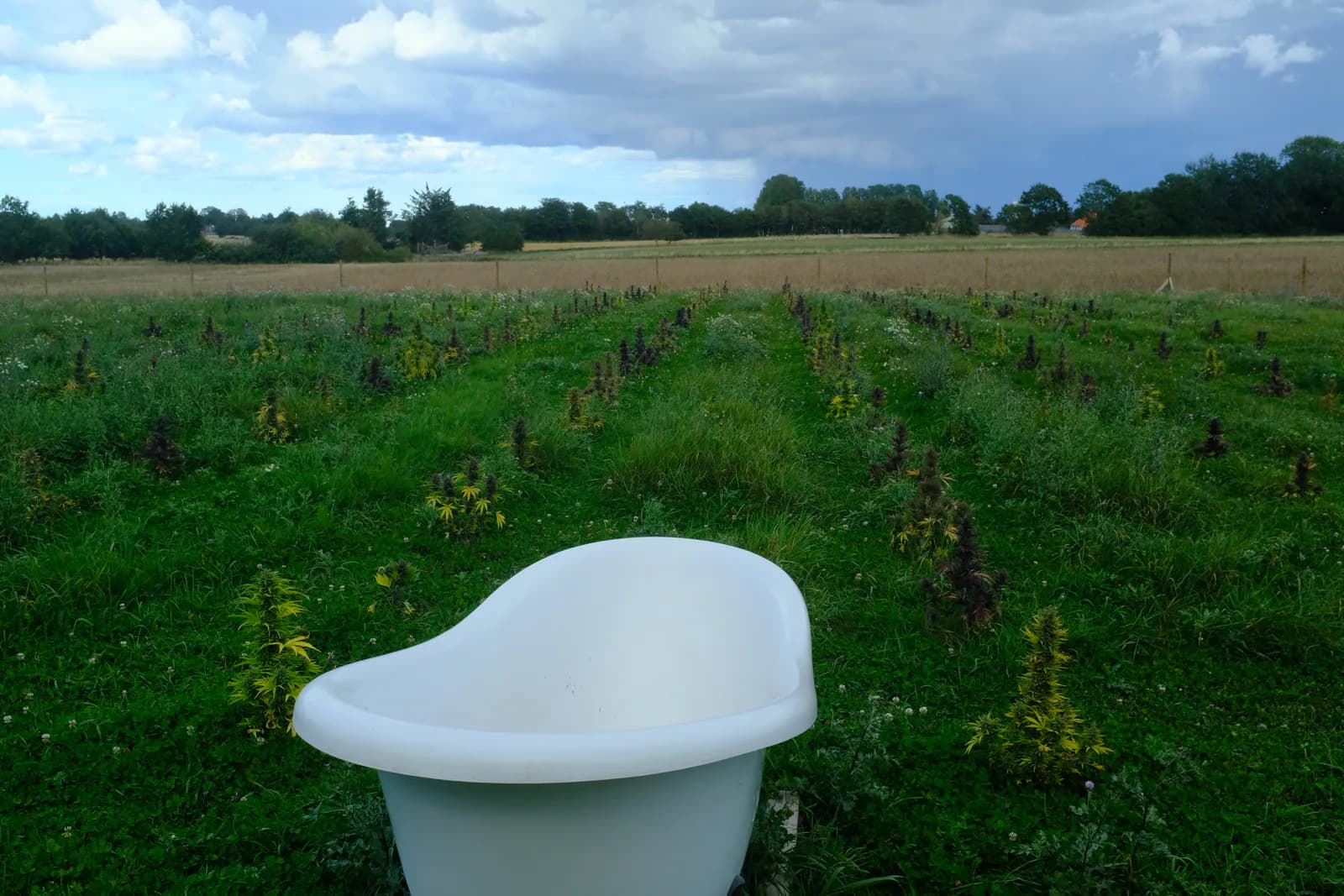Græs Bornholm field or plant