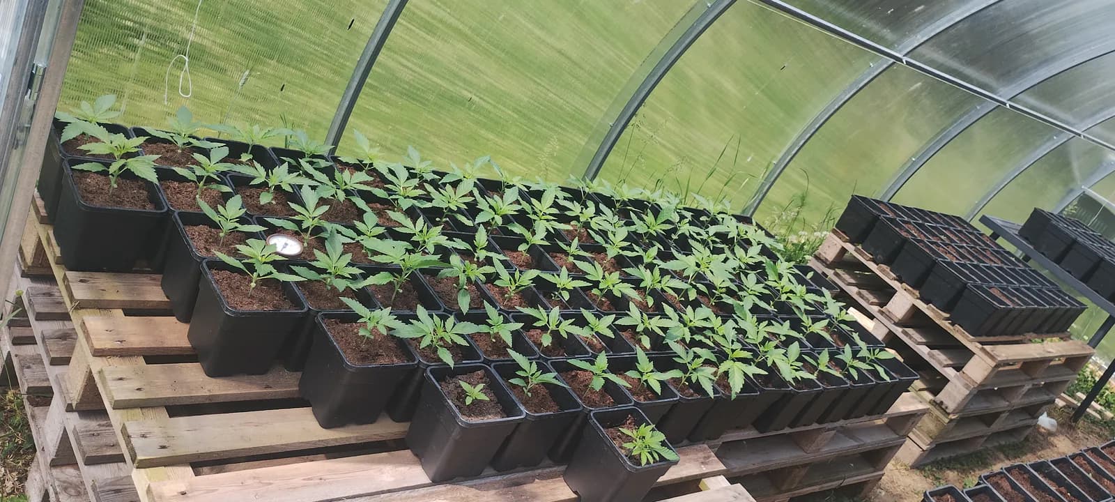 Græs Bornholm field or plant
