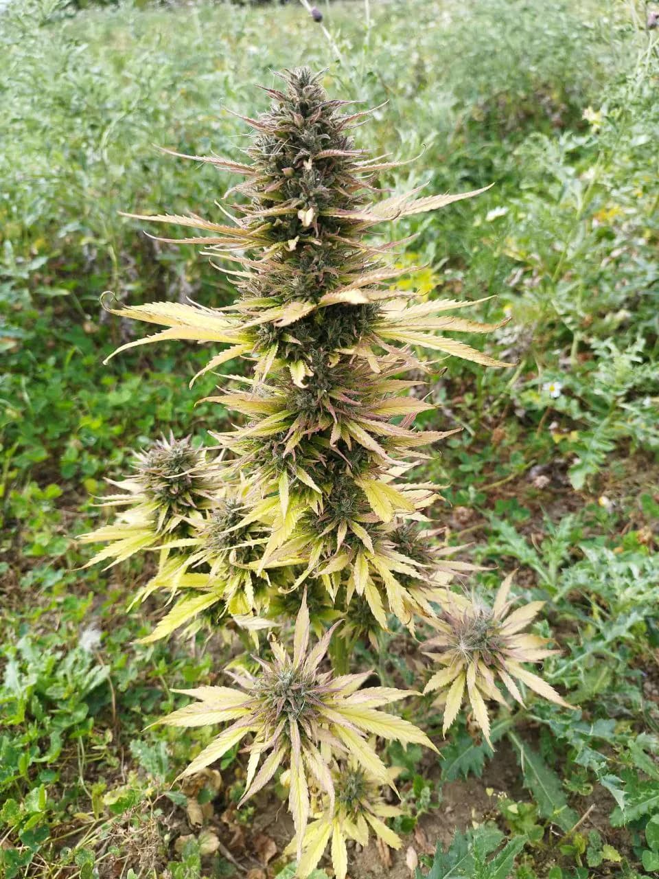 Græs Bornholm field or plant